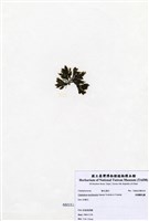 藏品(伸展剛毛藻)的圖片